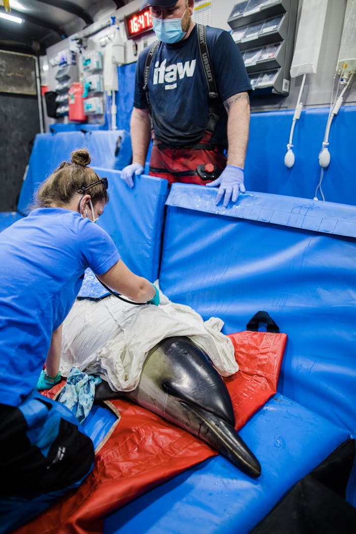 Veterinarians working to rescue and rehab a dolphin in a marine facility.