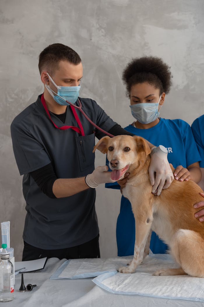 Vet and assistant examine a dog during a check-up in a clinic, emphasizing teamwork and care.
