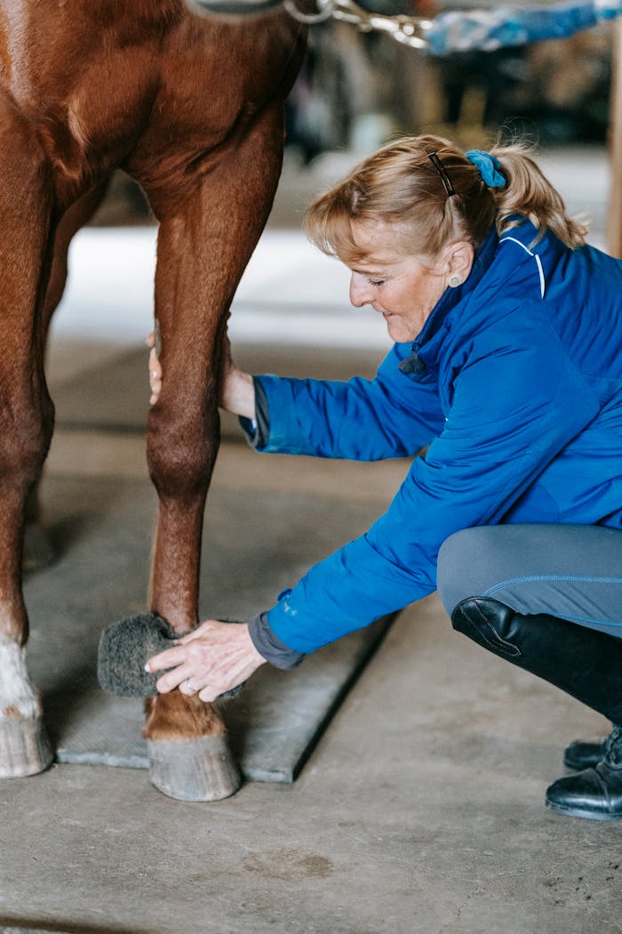 An adult woman cares for a horse by cleaning its hoof inside a stable.